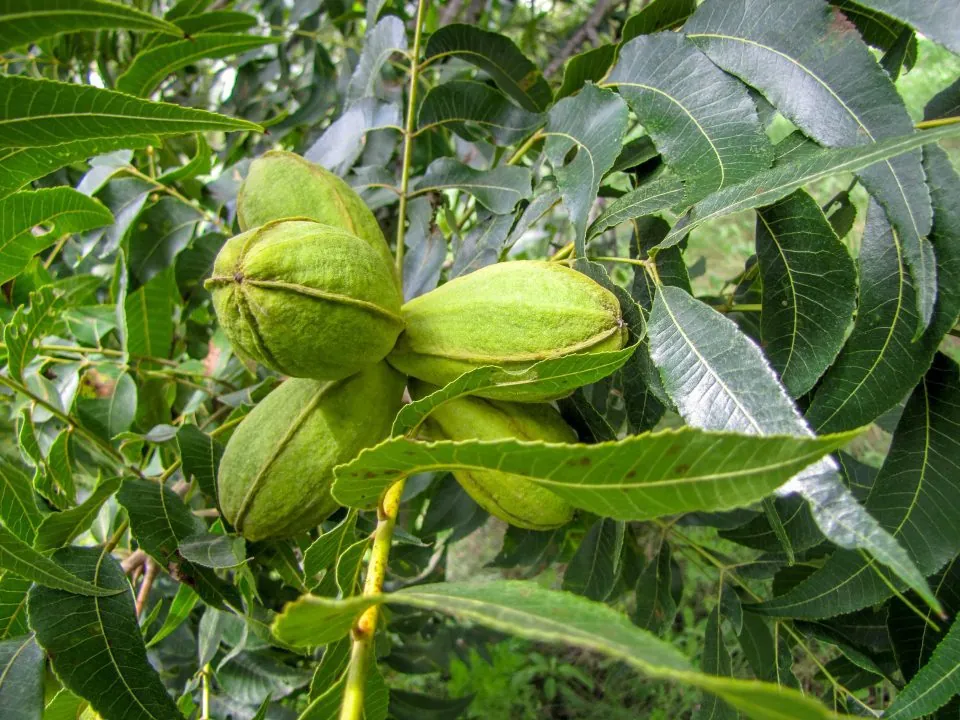 Efectividad biológica con el uso de BALOX y HADDAK en nogal pecanero 