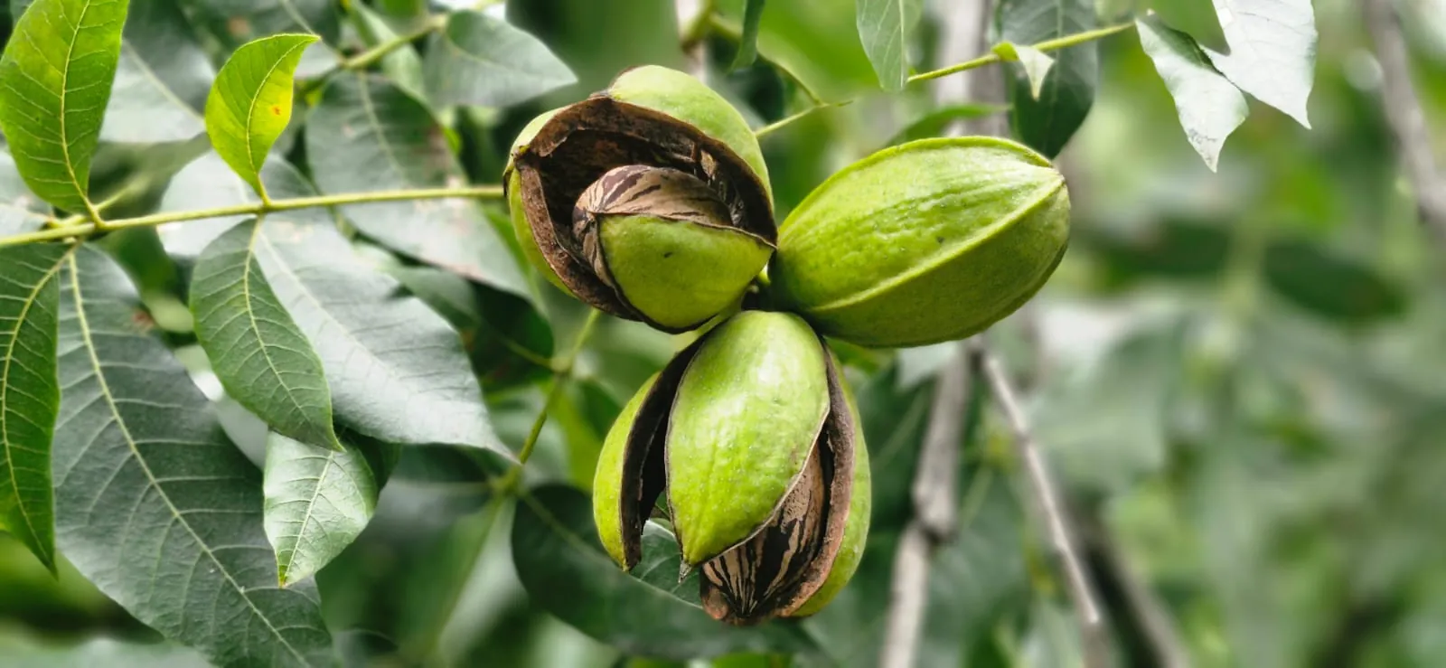 Proyectos de Investigación 2026